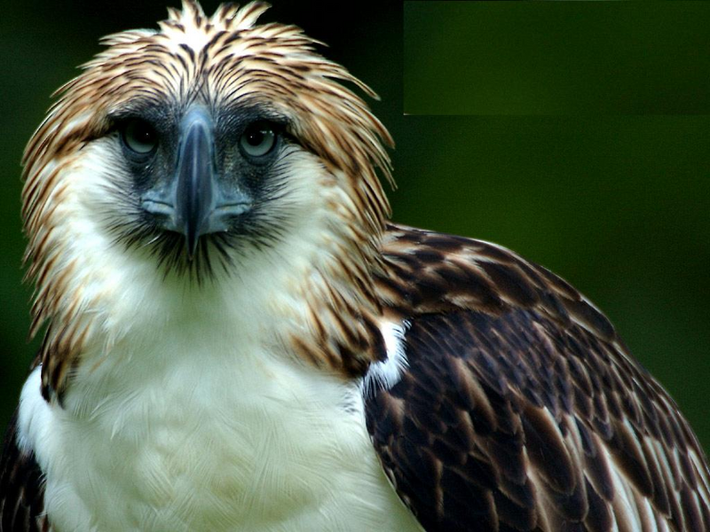 File:Philippine eagle.png