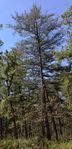 The Jersey Pine (Pinus virginiana) is the official tree.