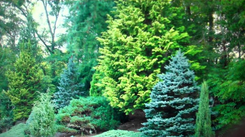 File:Evergreen Trees.jpg