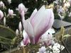 Magnolia flowers (Új Repülő, New Eiffel).jpeg