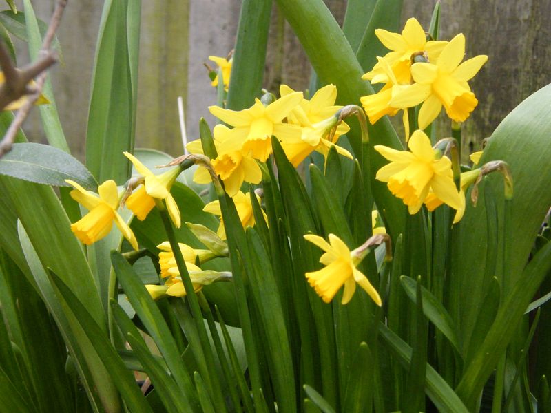 File:Daffodils.jpg