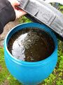 Nettle manure, used for watering plants.
