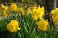 Daffodils in Kirkburgh public park (April 2011)