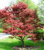 Japanese maple.png