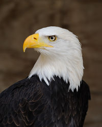 Bald Eagle Portrait.jpg