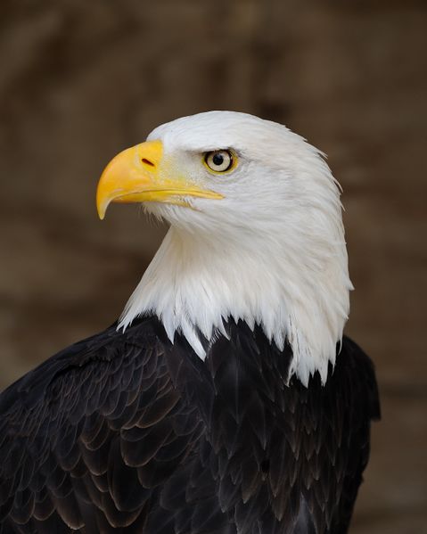 File:Bald Eagle Portrait.jpg