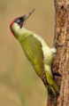 European green woodpecker.png