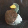 Mallard Duck.png