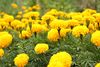 Marigold National flower.jpg