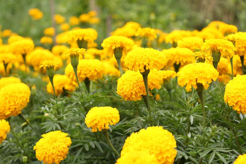 File:Marigold National flower.jpg