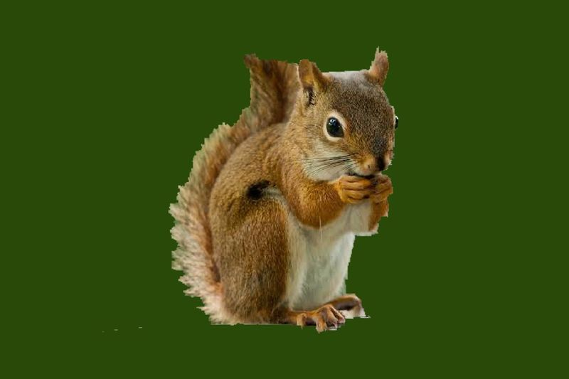 File:Squirrelflag.jpg