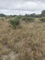 Rattlesnake Grasslands