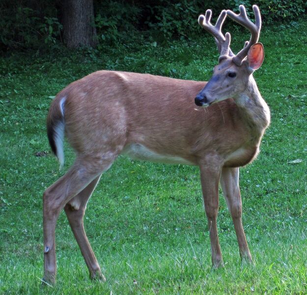 File:White tailed deer.jpg