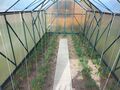 Tomato greenhouse.