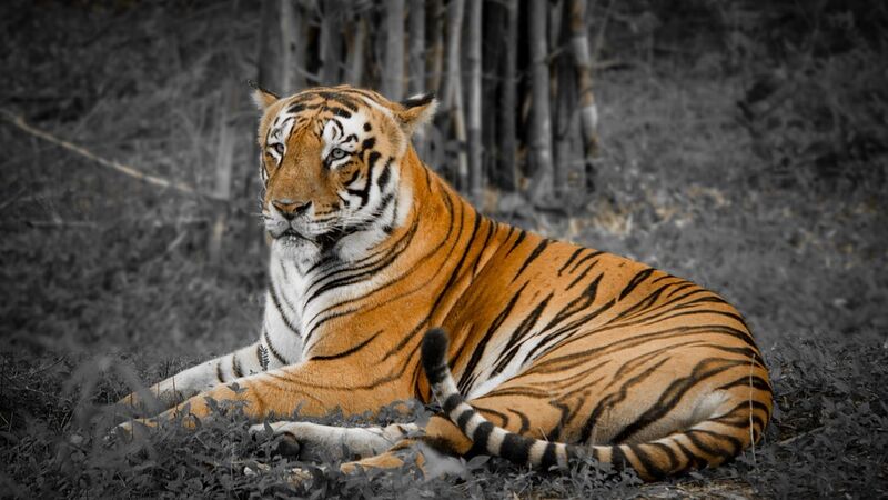 File:Royal Bengal Tiger in a Tiger Reserve.jpg