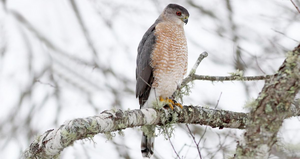 The Cooper's Hawk, the National Animal of Shahawkia