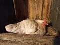 A hen lays an egg (chicken coop)