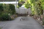 Quails walking along the M1 near North Alston