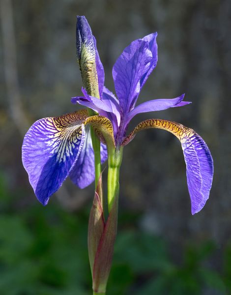 File:Iris germanica (Purple bearded Iris), Wakehurst Place, UK - Diliff.jpg