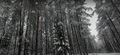 Winter Novgor Forests.png