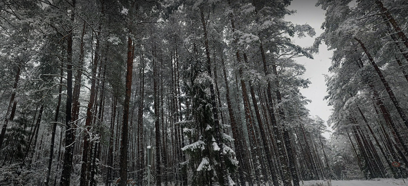 File:Winter Novgor Forests.png