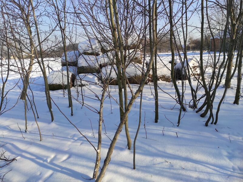 File:Winter in Tofnów 2021.jpg