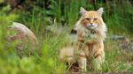 The cat (Felis silvestris catus) is the national animal
