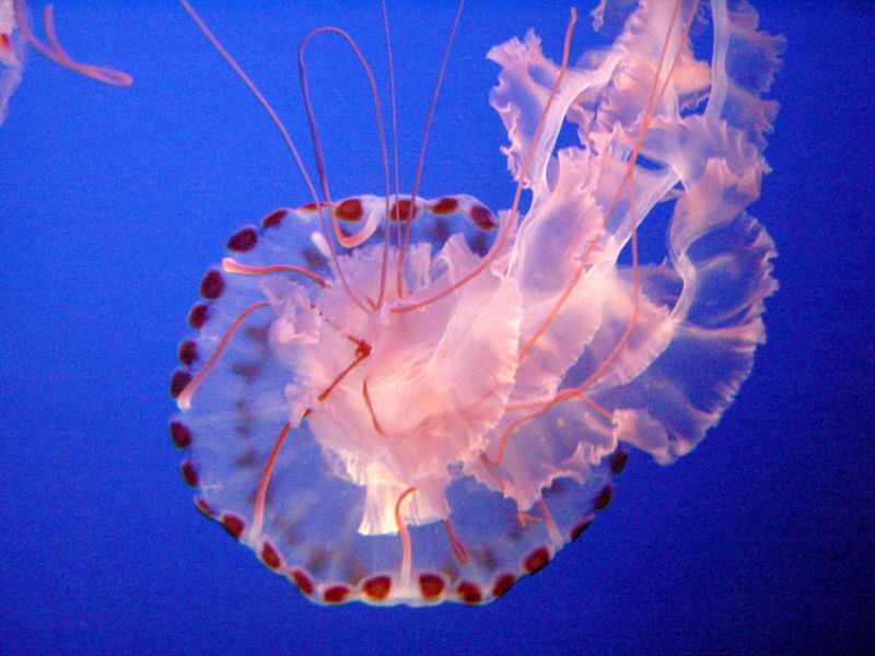 File:Sea Nettle Jelly 1.jpg