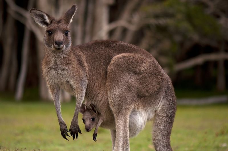 File:Kangaroo Image.jpg