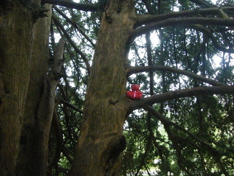File:Climbing Esmond's Tree.JPG