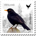 No 9. - Birds - Blackbird, 2020