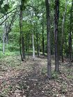 Another picture of a forest inside the Northern Plains