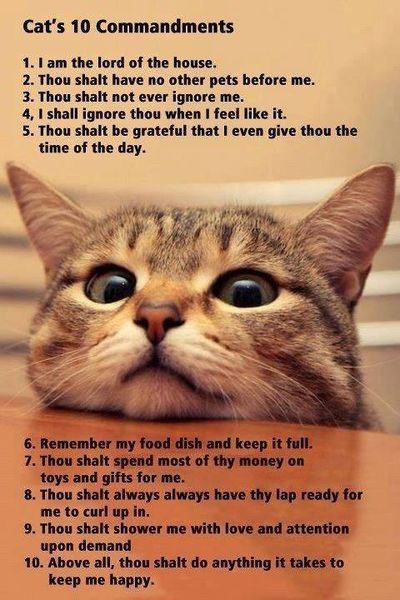 File:Cat commandments.jpg