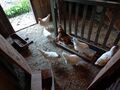 Hens (in the henhouse)