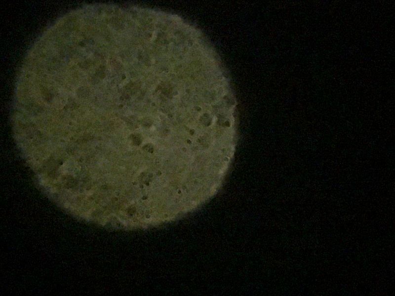 File:Venus SPEA 2018.jpg