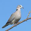 Eurasian collared dove