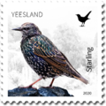 No 13. - Birds - Starling, 2020