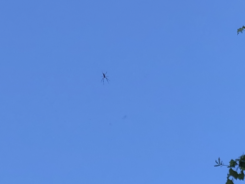 File:Spider in the Sky.png