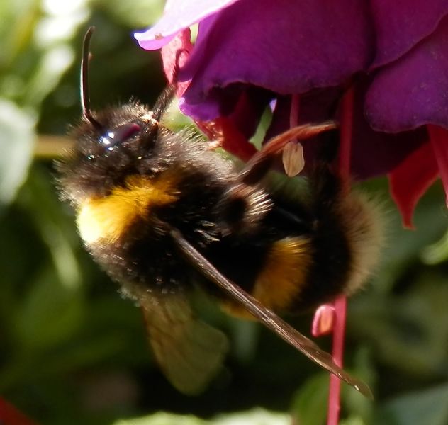 File:Bumblebee.jpg