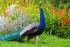 Peacock-in-garden.jpg
