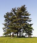 Pinus strobus.jpg