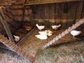 Ducks (henhouse)