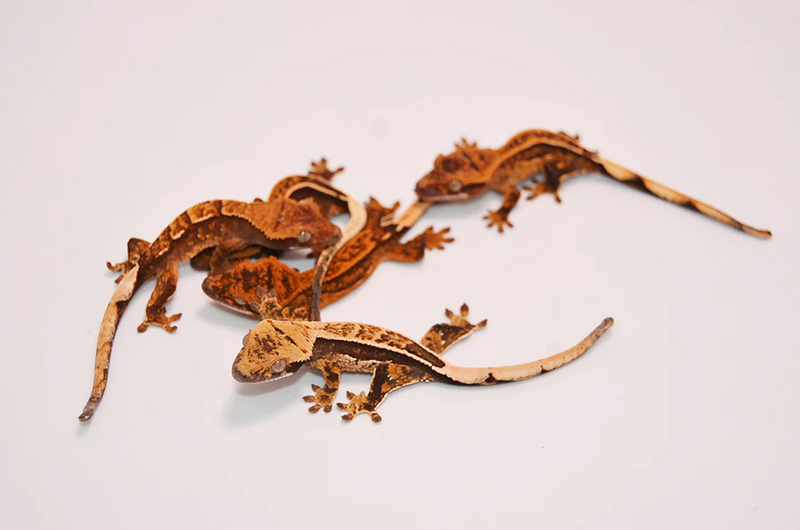 File:Ghiarrcnor's geckos.webp