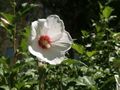 Hibiscus in Esmondia.jpg