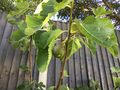 A fig tree in Plitvice.jpg