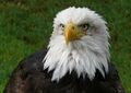 The eagle, Bonumland's national animal