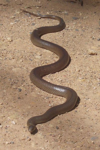 File:Eastern Brown Snake - Kempsey NSW.jpg