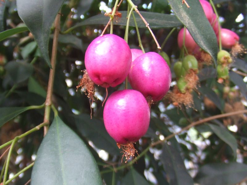 File:Syzygium oleosum1.jpg