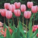 Pink Garden Tulip.jpg