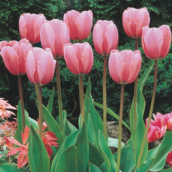 File:Pink Garden Tulip.jpg
